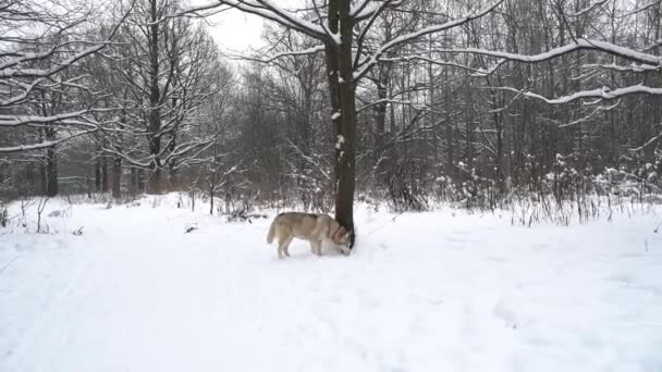 Gravid Husky Hund Med Heterokromi Och Flerfärgade Ögon Vintern Promenader — Stockvideo