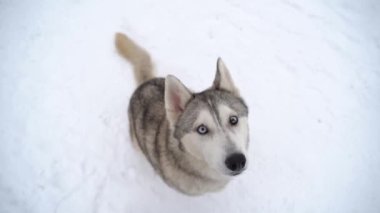 Heterokromisi ve kışın kurt gibi görünen çok renkli gözleri olan hamile bir köpek oturur ve yol tarifi ve ikram bekler.
