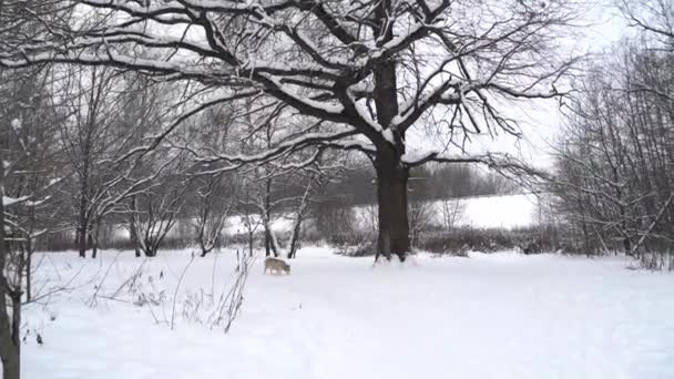 Terhes Husky Kutya Heterokrómia Sokszínű Szemek Télen Sétál Erdőben Szimatol — Stock videók