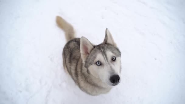 Ciąża Husky Pies Heterochromią Wielobarwne Oczy Wyglądające Jak Wilk Zimie — Wideo stockowe