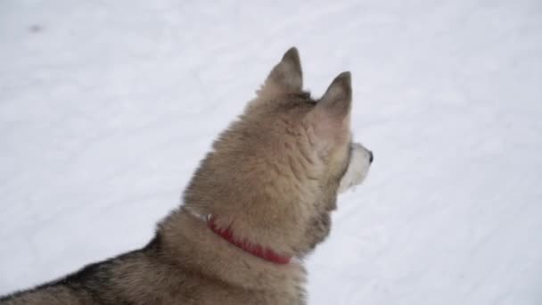 Schwangere Husky Hündin Mit Heterochromie Und Bunten Augen Die Wie — Stockvideo