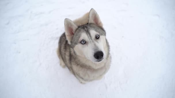 ヘテロクロミアと冬にオオカミのように見える多色の目を持つ妊娠中のハスキー犬は座って方向と治療を待っています — ストック動画