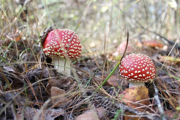 Paddenstoelen in het bos — Stockfoto