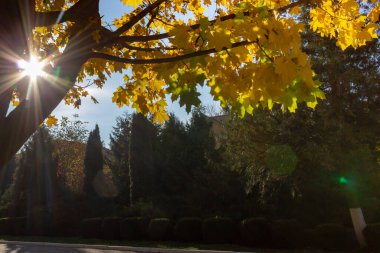 Sonbahar güneş ışınları sarı akçaağaç taçlarından geçer. Güneş ışığıyla sonbahar manzarası