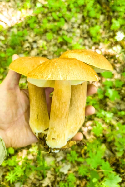 Drei Verschmolzene Steinpilze Edulis Der Hand Eines Pilzsammlers Gegen Ein — Stockfoto