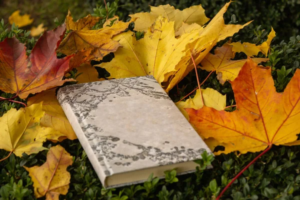 Book Lying Boxwood Bush Strewn Autumn Yellow Fallen Maple Leaves — Stock Photo, Image