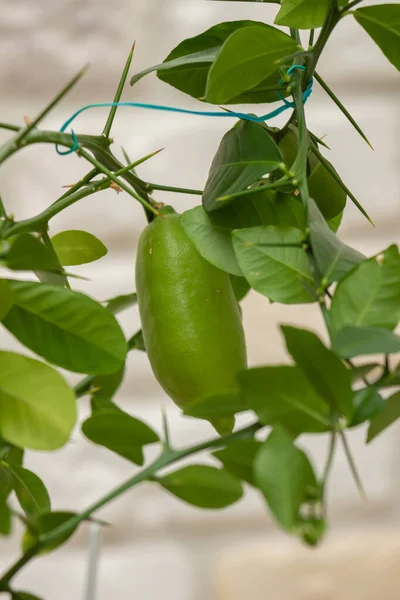 Vacker Natur Kvist Citrusväxter Microcitrus Den Australiska Finger Lime Med — Stockfoto