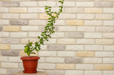 Genç bitki Faustridin, Microcitronella, Mikro-turunçgil ve Kalamondin 'in karışımı, olgunlaşmamış yeşil meyveler ve dekoratif tuğla duvar arkası. Kapalı alanda narenciye ağacı yetişiyor