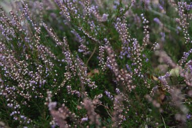 Çok küçük, küçük mor çiçeklerin yakın ve seçici odak noktası. Doğal ilaçlar ve aromaterapi.
