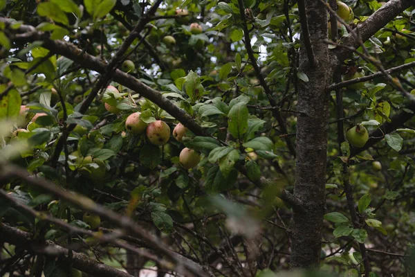 Visão Fechada Maçãs Uma Árvore Crescimento Selvagem Árvore Maçãs Verdes — Fotografia de Stock