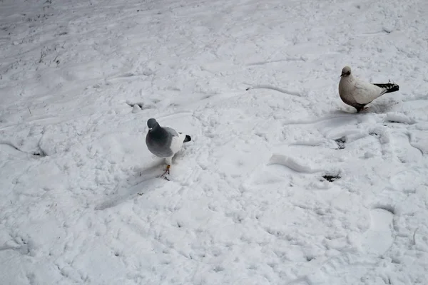 Two pigeons walking on the fresh snow. Cold winter weather. Birds in the snow. Pigeons in Bulgaria
