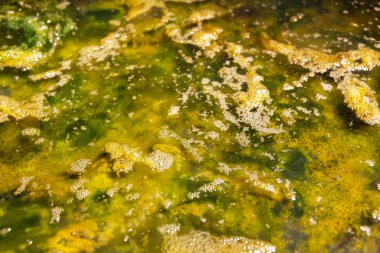 Yeşil yosun ve suyun yakın ve seçici odak noktası