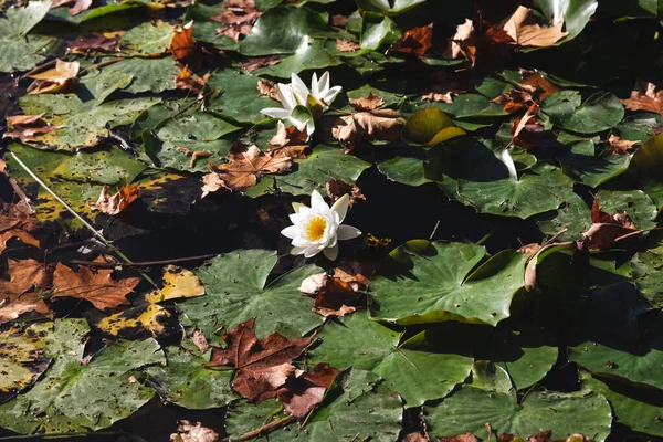 Bílá Lilie Kvete Uprostřed Jezera Podzim Krásné Květiny Přírodě — Stock fotografie