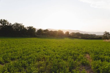 Gün batımında yeşil bir çim tarlasının manzarası, ufuktaki ağaçların arasından süzülen beyaz gökyüzü ve güneş. Güzel yaz günbatımı