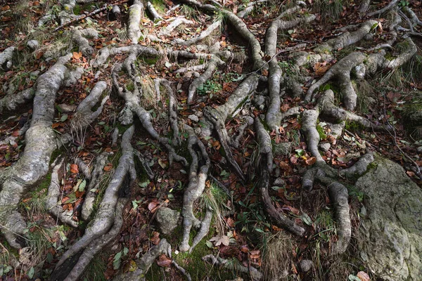 Feche Acima Das Raizes Árvore Fora Terra Lama Sujeira Folhas — Fotografia de Stock