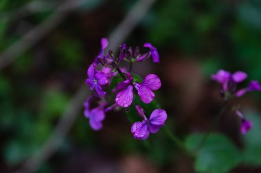 Küçük mor çiçekler yumuşak odak noktası ve arkasında yeşil yapraklar var. Güzel renkli doğa.