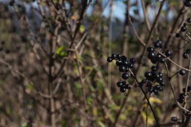 Yemek meyvesi. Kuş kirazı küçük bir kiraz ağacı ya da yabani çalılık, kuşların yediği acı siyah meyveler. Güneşli bir günde, parkın dışında.