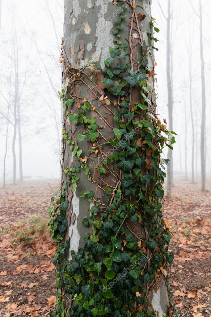 Close up of a tree with climbing plant around it, foggy woods in the background. Fall, autumn season