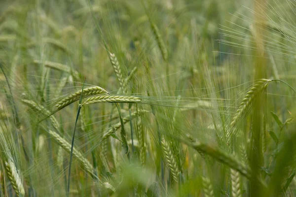 Close Green Wheat Grass Plant Soft Focus — Stock Photo, Image