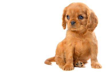Kırmızı bir köpek yavrusu beyaz bir arka planda oturur ve yüzünü çevirir.