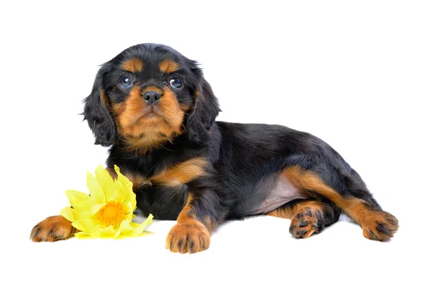 Een Spaniël Puppy Ligt Een Witte Achtergrond Omhelsde Een Gele — Stockfoto