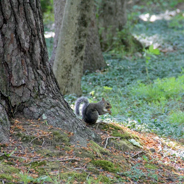 Gray squirrel by a tree trunk - Hudson River Valley, NY, August 15, 2020