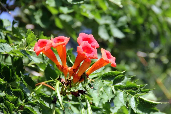 National Flower Of Chile Stock Photos