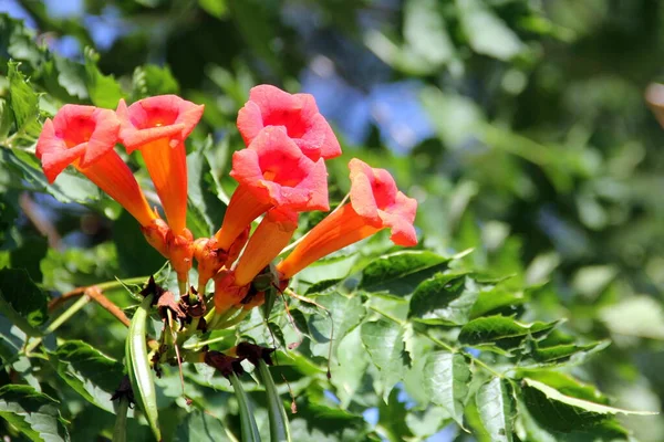 Fleurs Rouges Sauvages Sur Une Branche Verte Hudson River Valley — Photo