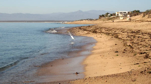 Písečná Pláž Břehu Moře Cortes Ventana Bay Sargento Bcs Mexiko — Stock fotografie