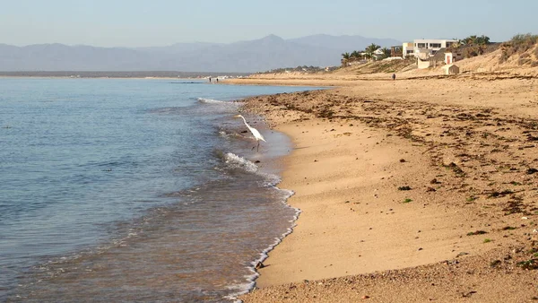 Praia Areia Costa Mar Cortes Baía Ventana Sargento Bcs México — Fotografia de Stock