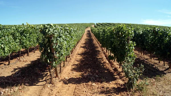 2016年8月4日 葡萄牙Alentejo Estremoz附近 山坡上的葡萄园 沿着经过训练的葡萄树的小径观赏 — 图库照片