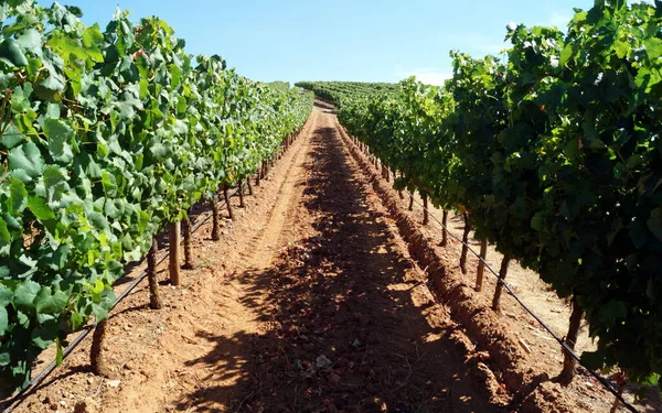 Vignoble Sur Versant Une Colline Vue Long Voie Des Vignes — Photo