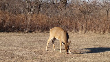 Amerika Birleşik Devletleri 'nin Staten Island, New York' taki Great Kills parkındaki sarı çimlerde otlayan genç geyik.