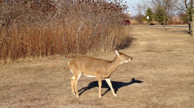 Amerika Birleşik Devletleri 'nin Staten Island, New York' taki Great Kills parkındaki sarı çimlerde otlayan genç geyik.