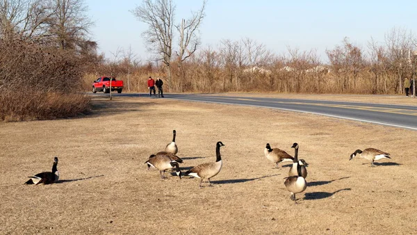 Gaggle Canada Oche Pascolo Camminare Sull Erba Lungo Strada Great — Foto Stock