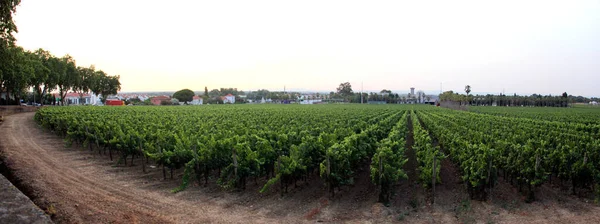 Riesige Weinberge Stadtrand Panoramablick Bei Sonnenuntergang Azeitao Portugal Juli 2021 — Stockfoto