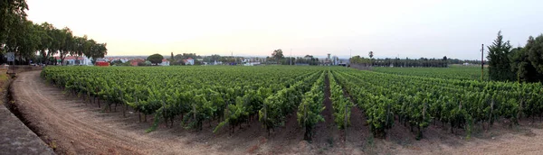 Vaste Vignoble Périphérie Ville Vue Panoramique Coucher Soleil Azeitao Portugal — Photo