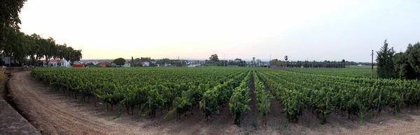 城郊的巨大葡萄园 日落时的全景 葡萄牙Azeitao 2021年7月10日 — 图库照片
