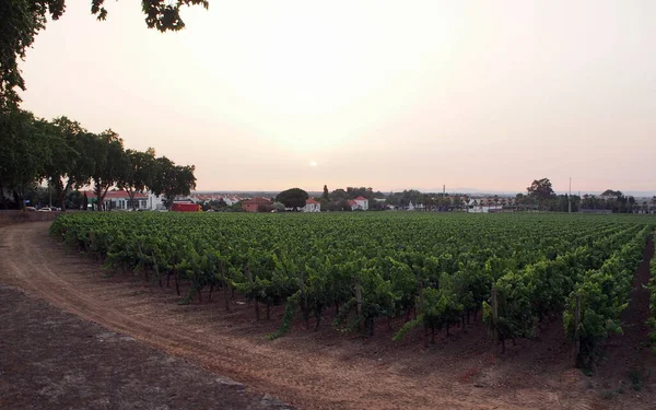 Grote Wijngaarden Aan Rand Van Stad Uitzicht Bij Zonsondergang Azeitao — Stockfoto