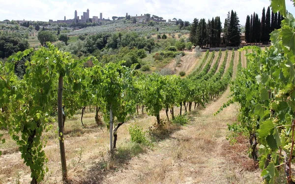 Αμπελώνας Ένα Λοφώδες Τοπίο Καλοκαίρι Στο San Gimignano Τοσκάνη Ιταλία — Φωτογραφία Αρχείου