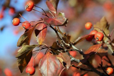 Güneş ışığı kırmızı dikenli meyveler ve sonbahar yaprakları yakın bir dalda.