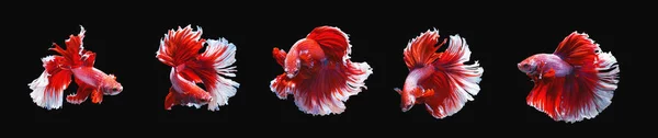 Serie Rörliga Åtgärder Röd Och Vit Halvmåne Siamesiska Betta Fisk — Stockfoto
