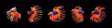 Turuncu ve mavi kuyruklu hareketler serisi yarım ay siyam balığı ya da betta ihtişamı siyah arka planda izole edilmiş balıklarla savaşıyor. kırpma yolu ile