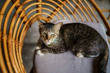 Sandalyedeki sevimli çizgili gri kediye yakın çekim.