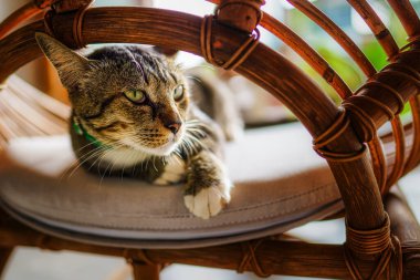 Sandalyedeki sevimli çizgili gri kediye yakın çekim.