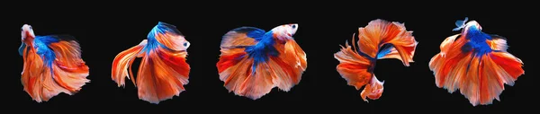 Serie Rörliga Åtgärder Orange Och Blå Halvmåne Siamesiska Betta Fisk — Stockfoto