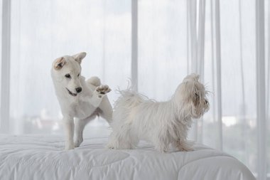 Yatakta birlikte oynayan iki küçük beyaz köpek yavrusunun portresi..