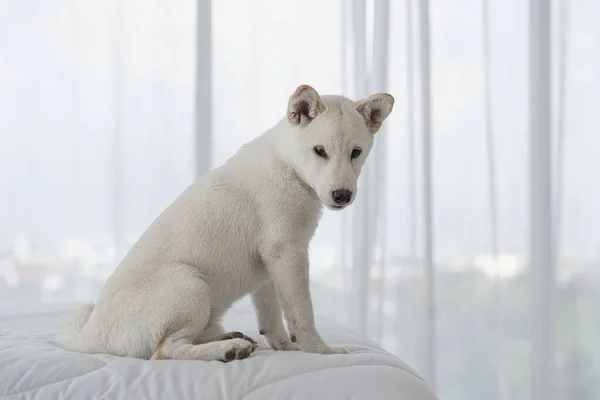 Portret Rodowodu Czysta Rasa Japoński Pies Shiba Inu Akcja Łóżku — Zdjęcie stockowe