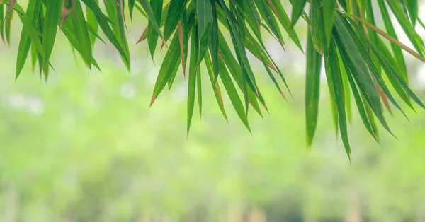 Φυσικό Πράσινο Φόντο Των Φύλλων Μπαμπού Στο Πάρκο — Φωτογραφία Αρχείου
