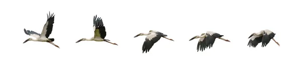 Uppsättning Flygande Asiatiska Openbill Strok Fåglar Isolerade Vit Bakgrund — Stockfoto